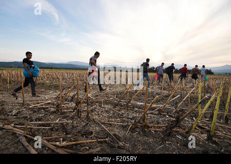 Griechenland/Makedonien Grenze Idomeni/Gevgelija 8. September 2015 - Tausende von Migranten strömten über die Grenze zwischen Griechenland und Mazedonien, wie sie ihren Weg in die Europäische Union nach einem Tag voller Spannungen mit der Polizei gemacht. Unter dem wachsamen Auge der mazedonischen Polizei sie überquert die Grenze, mehrere Dutzend auf einmal.    Kredit Kredit: Danilo Balducci/Sintesi/Alamy Live-Nachrichten Stockfoto