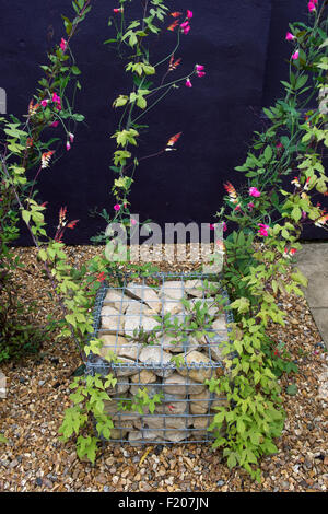 Ipomoea Lobata Feuerwerkskörper Rebe und süßen Erbsen wachsen auf Drähte aus Stein Garten Käfige. RHS Harlow Carr, Harrogate, UK Stockfoto