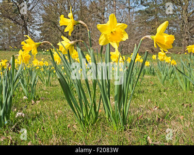 Osterglocken Im Sonnenlicht Stockfoto