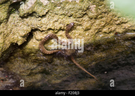 Junge viperine Wasserschlange am Fluss Stockfoto