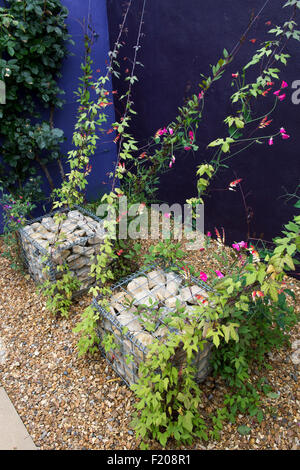 Ipomoea Lobata Feuerwerkskörper Rebe und süßen Erbsen wachsen auf Drähte aus Stein Garten Käfige. RHS Harlow Carr, Harrogate, UK Stockfoto