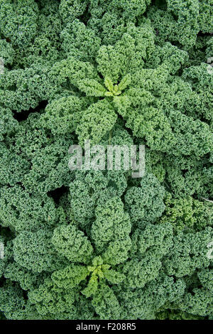 Brassica Oleracea. Grünkohl "Zwerg grün geringelt" Stockfoto