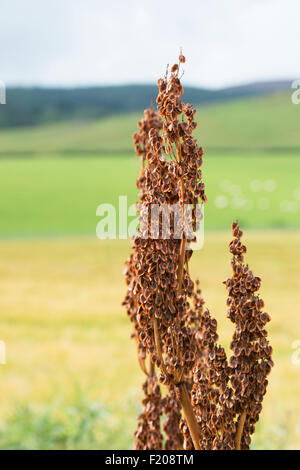 Rhabarber-Blumen Samen gegangen Stockfoto