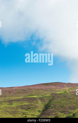 Calluna Vulgaris. Lila blühende Heide auf einem Hügel in den scottish Borders. Schottland Stockfoto
