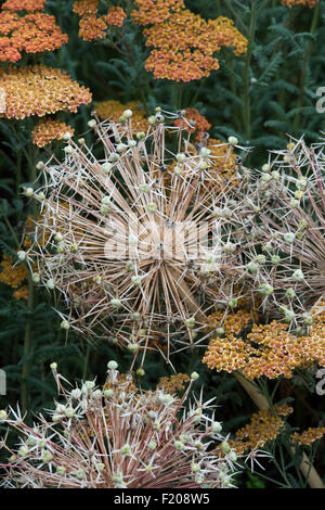 Abgebrannter Allium Christophii Blumen Samenkapseln in unter Achillea. Getrocknete Star of Persia Saatgut Kopf Stockfoto