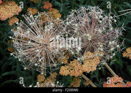 Abgebrannter Allium Christophii Blumen Samenkapseln in unter Achillea. Getrocknete Star of Persia Saatgut Kopf Stockfoto