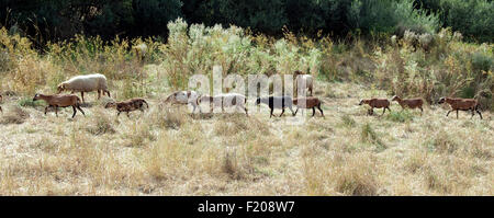 Coburger Fuchsschaf, Kamerunschaf, Arche-Hof, Bedrohte, Gefaehrdet, Stockfoto