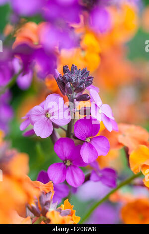 Wegrauke 'Bowles Mauve' und 'Apricot Delight' - Mauerblümchen Stockfoto