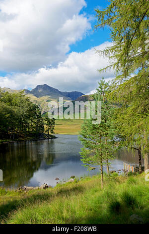 Blea Tarn und Langdale Pikes, Langdale, Nationalpark Lake District, Cumbria, England UK Stockfoto