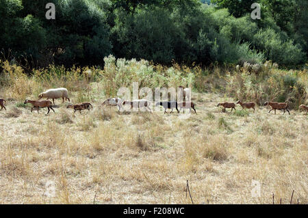 Coburger Fuchsschaf, Kamerunschaf, Arche-Hof, Bedrohte, Gefaehrdet, Stockfoto