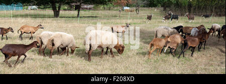 Coburger Fuchsschaf, Kamerunschaf, Arche-Hof, Bedrohte, Gefaehrdet, Stockfoto