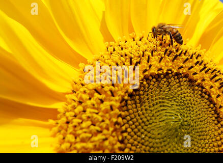 Mülheim, Deutschland. 9. Sep, 2015. Eine Biene fliegt auf einer Sonnenblume an einem wunderschönen sonnigen Tag in Mülheim, 9. September 2015. Nach einem kalten und regnerischen Woche kehrte im Sommer nach North Rhine-Westphalia. Foto: ROLAND WEIHRAUCH/Dpa/Alamy Live News Stockfoto