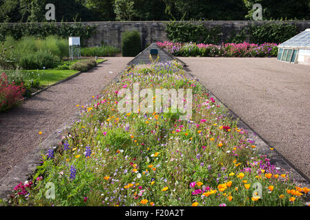 Wildflower Bett innerhalb der ummauerten Garten Floors Castle walled Gardens Kelso, Schottland Stockfoto