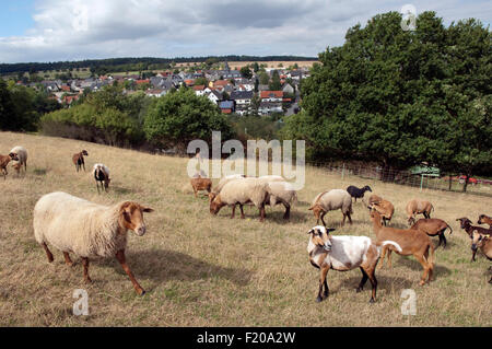 Coburger Fuchsschaf, Kamerunschaf, Arche-Hof, Bedrohte, Gefaehrdet, Stockfoto