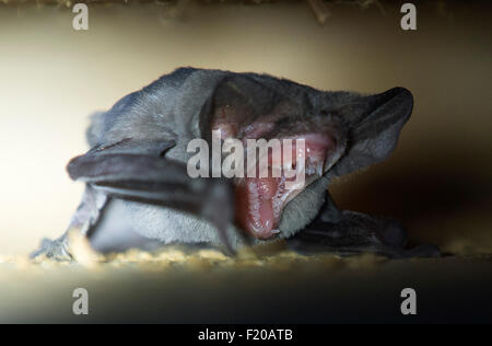 Roseburg, Oregon, USA. 8. Sep, 2015. Als die Dämmerung hereinbricht wird eine kleine Fledermaus in sein Versteck in einer Scheune auf einem Bauernhof in der Nähe von Roseburg tagsüber aktiv. Die Fledermaus, und viele andere in seiner Kolonie am Abend entstehen um Insekten zu jagen. © Robin Loznak/ZUMA Draht/Alamy Live-Nachrichten Stockfoto