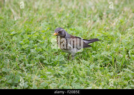 Wacholderdrossel Turdus Pilaris einzelne Vogel Mosel Deutschland Stockfoto