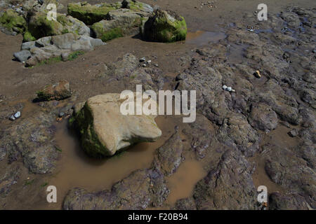 Fossile Iguanodon Dinosaurier Fuß Abgüsse Stockfoto