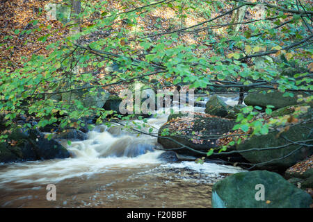 Padley Schlucht Stream und Blätter im Herbst, Burbage Brook, Grindleford, Wechsel der Jahreszeiten in Derbyshire Peak District, Stockfoto