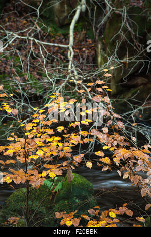 Herbstlaub und Stream Padley Schlucht Drbyshire Peak District Stockfoto