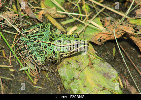 Ein Frosch in einem Sumpf in Morden, Manitoba, Kanada Stockfoto