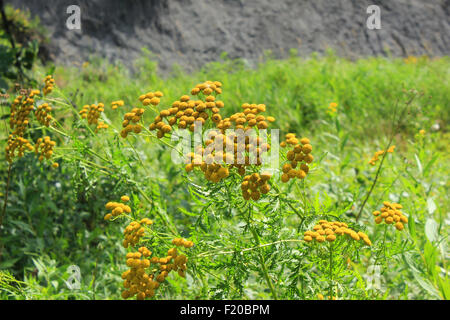 Kleine gelbe Wildblumen in einem Feld in Morden, Manitoba, Kanada Stockfoto