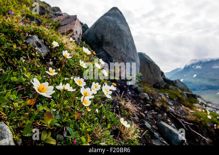 Mountain Avens (Dryas Octopetala) Stockfoto