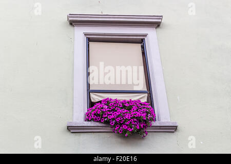 Schöne Vintage lila alte Quadrat Fenster mit Töpfen Fuchsia hängende Petunien Stockfoto