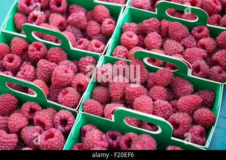 Frische Himbeeren in Boxen, full-Frame, Nahaufnahme Stockfoto