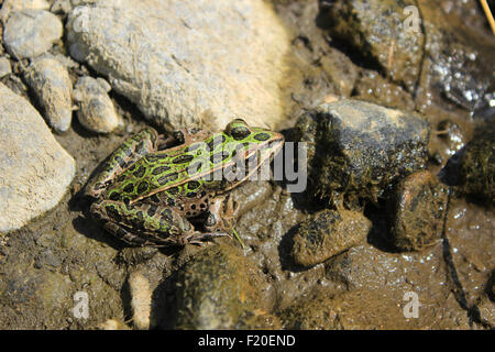 Ein Frosch in einem Sumpf in Morden, Manitoba, Kanada Stockfoto