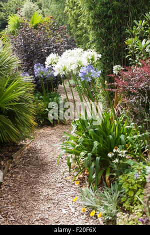 Poppy Bauerngarten auf Roseland Halbinsel in Cornwall Stockfoto