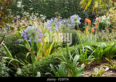 Poppy Bauerngarten auf Roseland Halbinsel in Cornwall Stockfoto