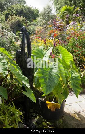 Poppy Bauerngarten auf Roseland Halbinsel in Cornwall Stockfoto