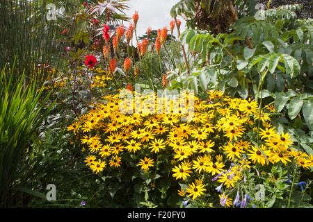 Eine gemischte Rabatte bei Poppy Bauerngarten auf Roseland Halbinsel in Cornwall mit Rudbeckia Goldsturm in voller Blüte. Stockfoto