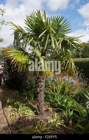 Mohn-Cottage-Garten auf der Halbinsel Roseland in Cornwall Stockfoto