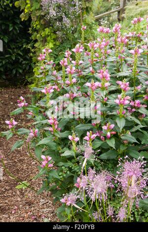 Nektar Obliqua rot Turtleheads wachsen mit Mohn Bauerngarten auf Roseland Halbinsel in Cornwall Stockfoto