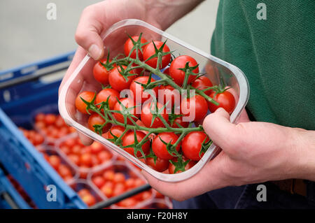 Mann mit Tomaten in Kunststoff-container Stockfoto