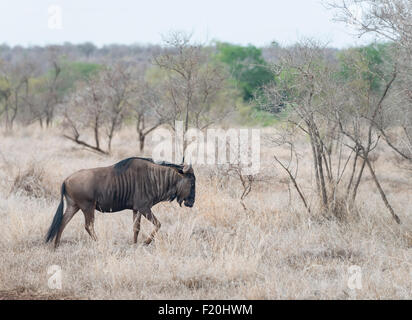 Gnus im Krüger Nationalpark, Südafrika Stockfoto