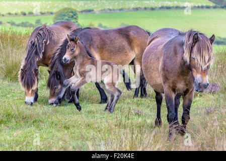 Spät geboren Exmoor Stutfohlen Fohlen - voller Energie! Stockfoto