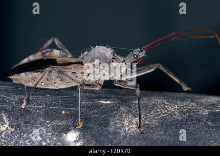 Rad-Bug zu Fuß auf Zaun Stockfoto