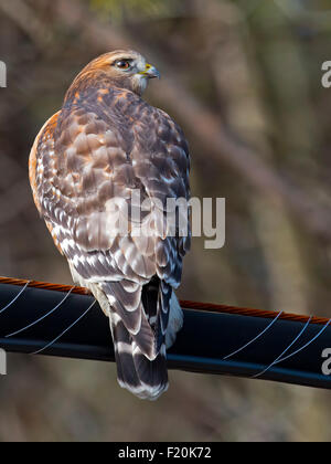 Rot-geschultert Hawk hintere Profil Stockfoto