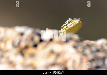 Namib Rock Agama spähen über einen Felsen Stockfoto