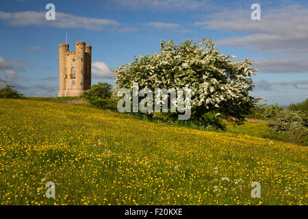 Broadway Tower mitten im Frühling blühenden Weißdorn Büsche und Ranunkeln, Broadway Cotswolds, Worcestershire, England, Vereinigtes Königreich, Europa Stockfoto