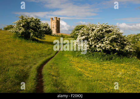 Broadway Tower mitten im Frühling blühenden Weißdorn Büsche und Ranunkeln, Broadway Cotswolds, Worcestershire, England, Vereinigtes Königreich, Europa Stockfoto