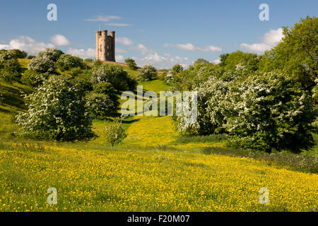 Broadway Tower mitten im Frühling blühenden Weißdorn Büsche und Ranunkeln, Broadway Cotswolds, Worcestershire, England, Vereinigtes Königreich, Europa Stockfoto