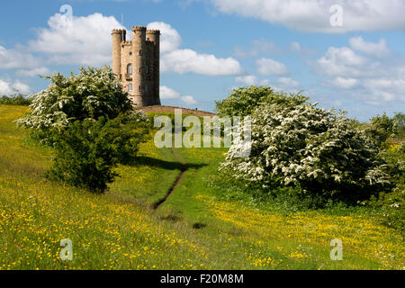 Broadway Tower mitten im Frühling blühenden Weißdorn Büsche und Ranunkeln, Broadway Cotswolds, Worcestershire, England, Vereinigtes Königreich, Europa Stockfoto