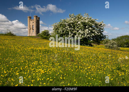 Broadway Tower mitten im Frühling blühenden Weißdorn Büsche und Ranunkeln, Broadway Cotswolds, Worcestershire, England, Vereinigtes Königreich, Europa Stockfoto