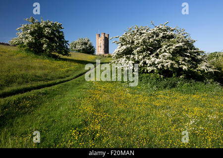 Broadway Tower mitten im Frühling blühenden Weißdorn Büsche und Ranunkeln, Broadway Cotswolds, Worcestershire, England, Vereinigtes Königreich, Europa Stockfoto