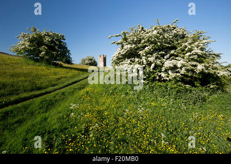 Broadway Tower mitten im Frühling blühenden Weißdorn Büsche und Ranunkeln, Broadway Cotswolds, Worcestershire, England, Vereinigtes Königreich, Europa Stockfoto