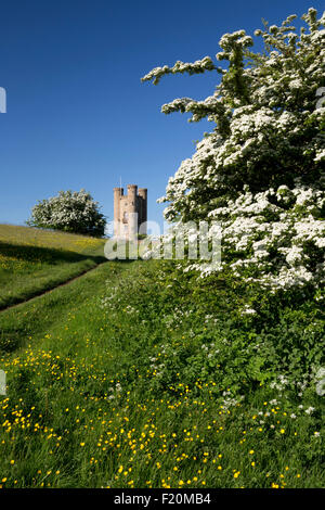 Broadway Tower mitten im Frühling blühenden Weißdorn Büsche und Ranunkeln, Broadway Cotswolds, Worcestershire, England, Vereinigtes Königreich Stockfoto