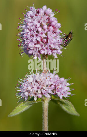 Blow Fly (Calliphoridae) ernähren sich von Wasser-Minze (Mentha Aquatica) Blüte Stockfoto